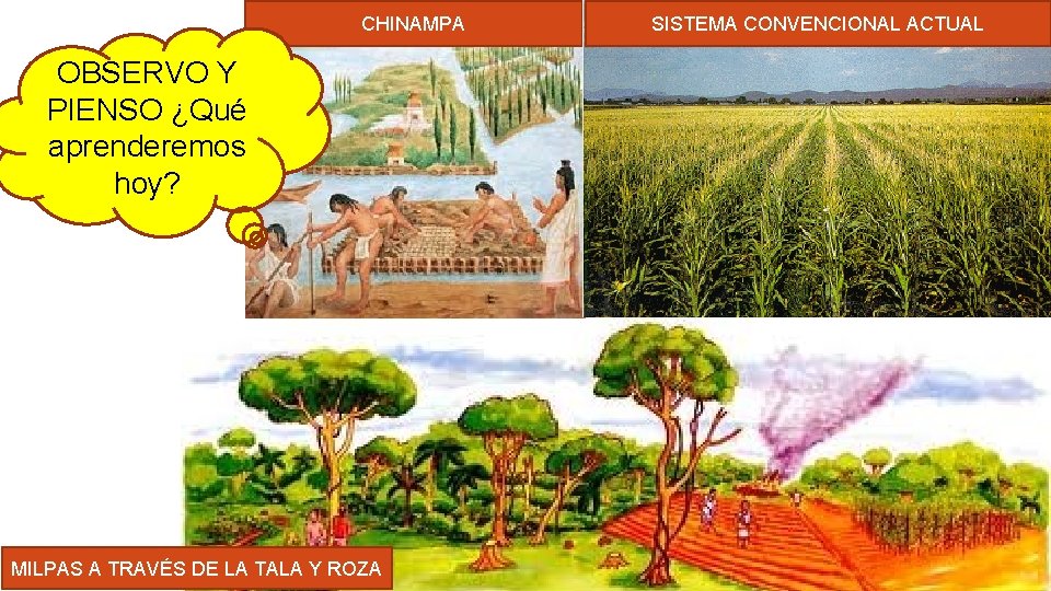 CHINAMPA OBSERVO Y PIENSO ¿Qué aprenderemos hoy? MILPAS A TRAVÉS DE LA TALA Y