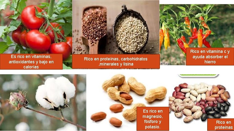 Es rico en vitaminas, antioxidantes y bajo en calorías Rico en proteínas, carbohidratos ,