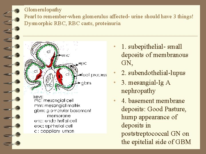 Glomerulopathy Pearl to remember-when glomerulus affected- urine should have 3 things! Dysmorphic RBC, RBC