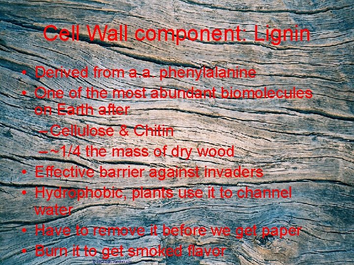 Cell Wall component: Lignin • Derived from a. a. phenylalanine • One of the