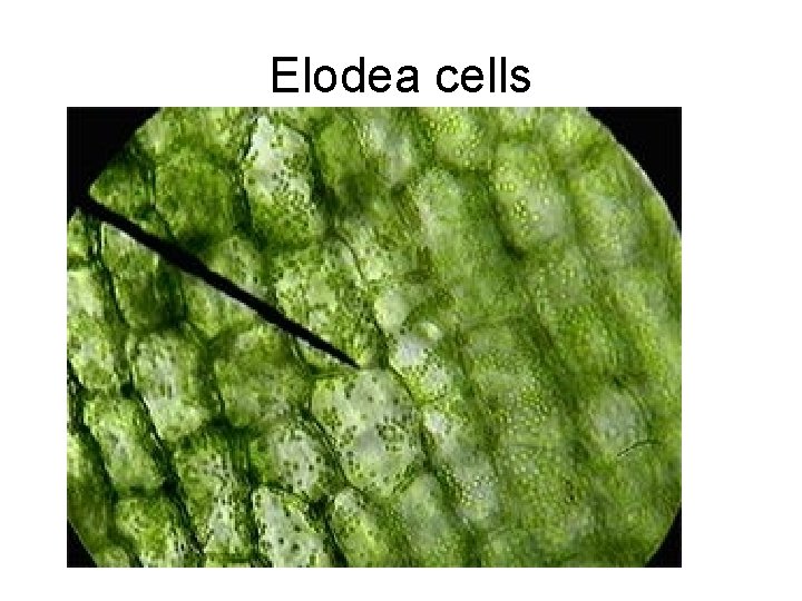 Elodea cells 