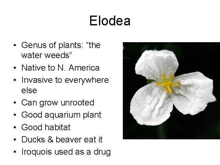 Elodea • Genus of plants: “the water weeds” • Native to N. America •