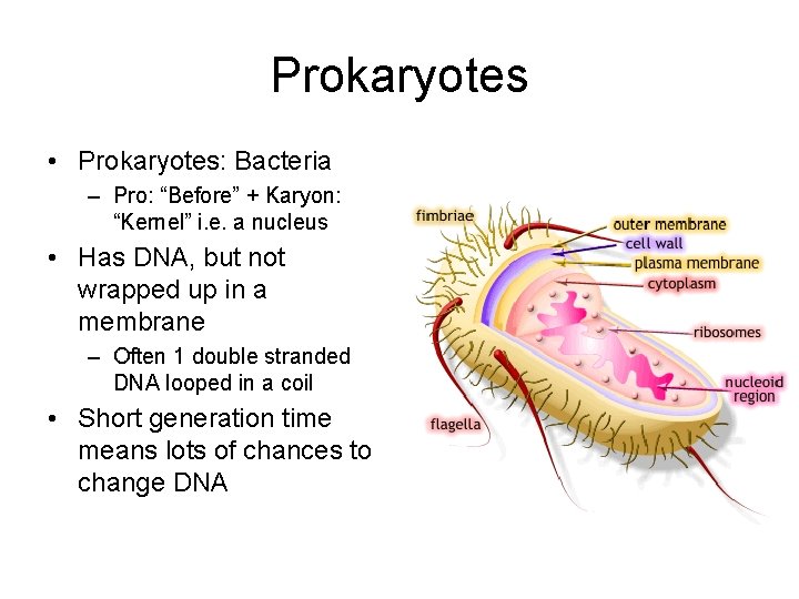 Prokaryotes • Prokaryotes: Bacteria – Pro: “Before” + Karyon: “Kernel” i. e. a nucleus