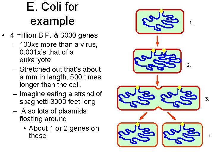 E. Coli for example • 4 million B. P. & 3000 genes – 100
