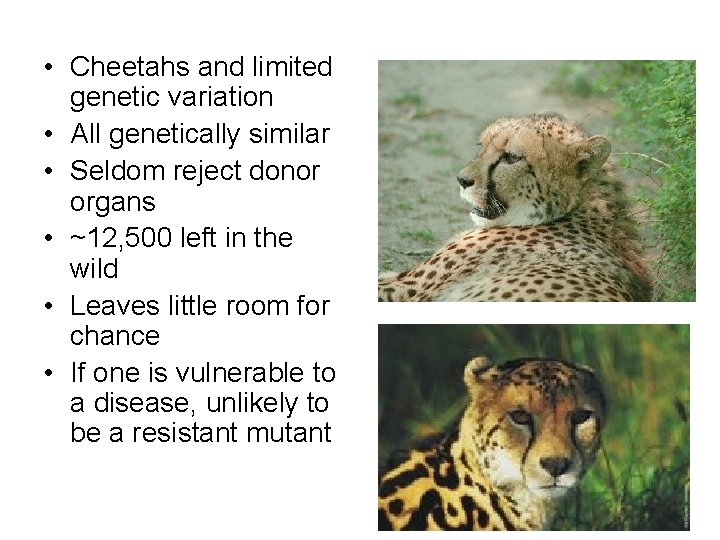  • Cheetahs and limited genetic variation • All genetically similar • Seldom reject