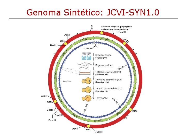 Genoma Sintético: JCVI-SYN 1. 0 