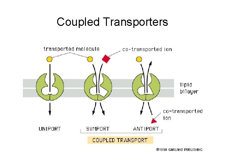 Coupled Transporters 