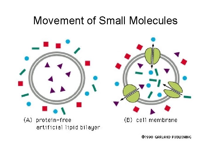 Movement of Small Molecules 