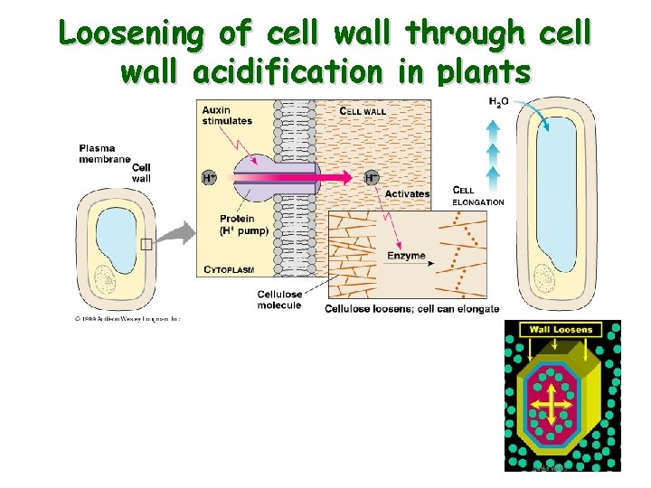 Loosening of cell wall through cell wall acidification in plants 