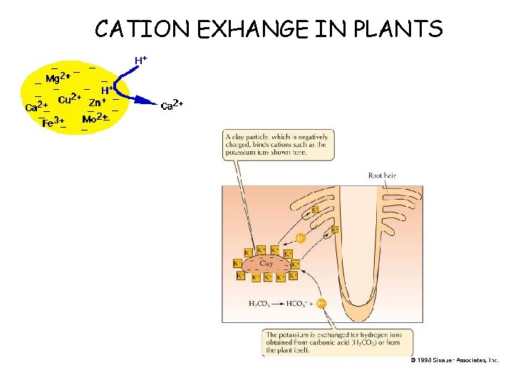 CATION EXHANGE IN PLANTS 