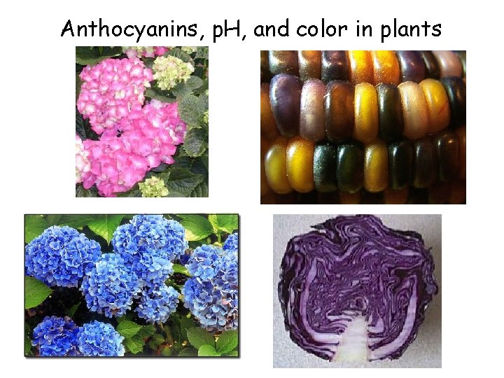 Anthocyanins, p. H, and color in plants 