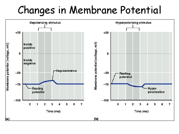 Changes in Membrane Potential 