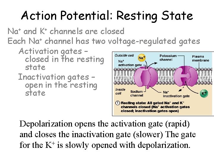 Action Potential: Resting State Na+ and K+ channels are closed Each Na+ channel has