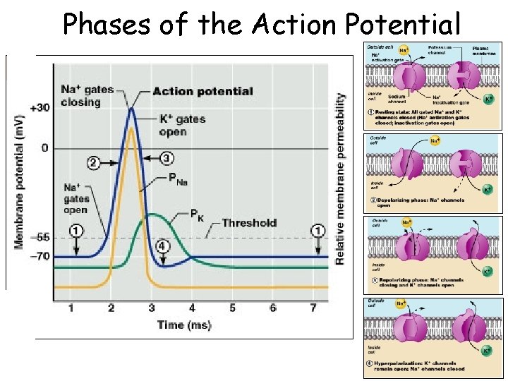 Phases of the Action Potential 