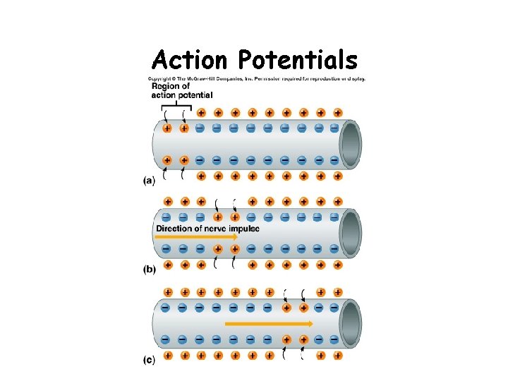 Action Potentials 
