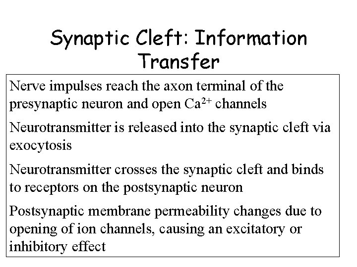 Synaptic Cleft: Information Transfer Nerve impulses reach the axon terminal of the presynaptic neuron