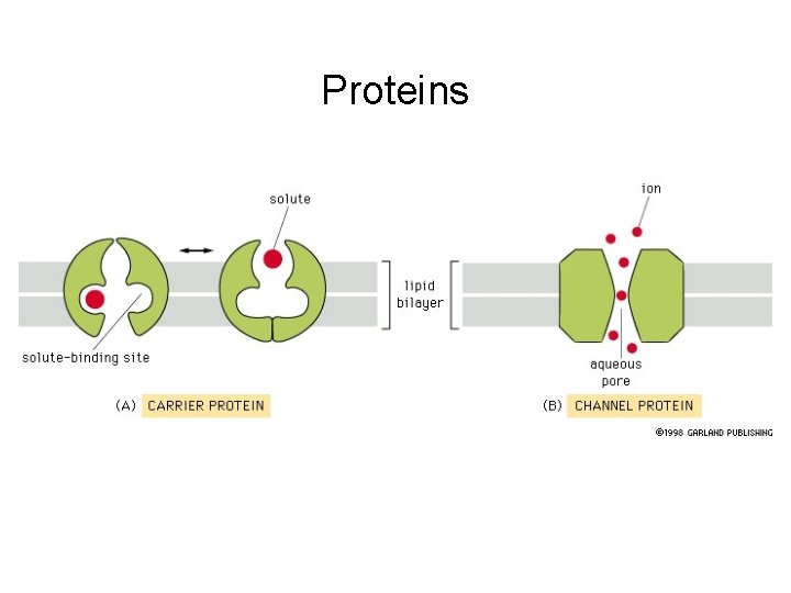 Proteins 