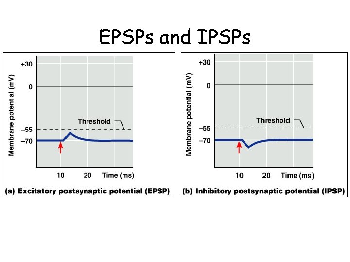 EPSPs and IPSPs 