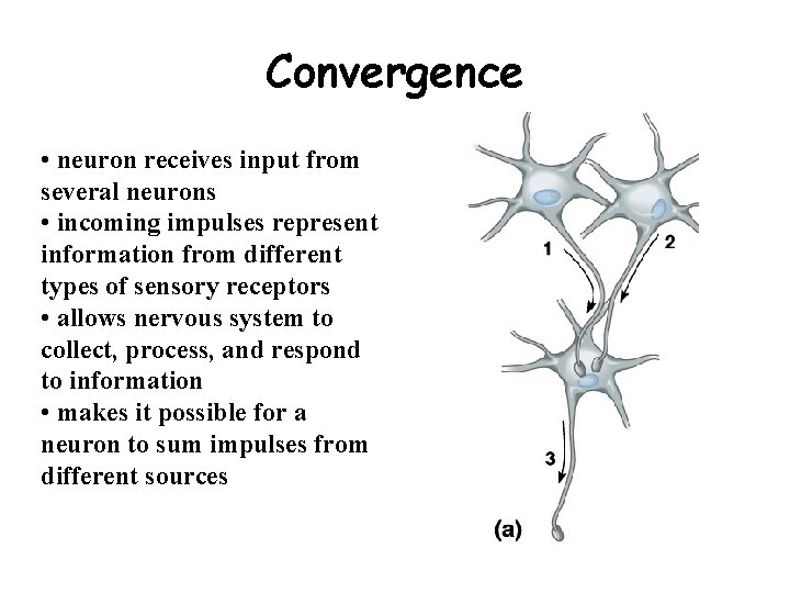 Convergence • neuron receives input from several neurons • incoming impulses represent information from