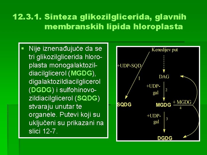 12. 3. 1. Sinteza glikozilglicerida, glavnih membranskih lipida hloroplasta § Nije iznenađujuće da se
