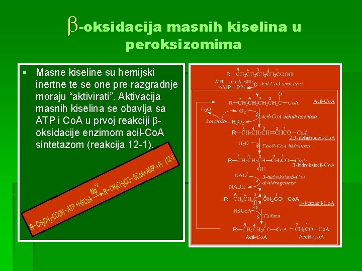  -oksidacija masnih kiselina u peroksizomima § Masne kiseline su hemijski inertne te se