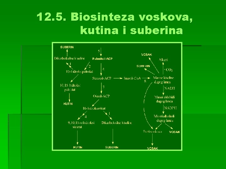 12. 5. Biosinteza voskova, kutina i suberina 