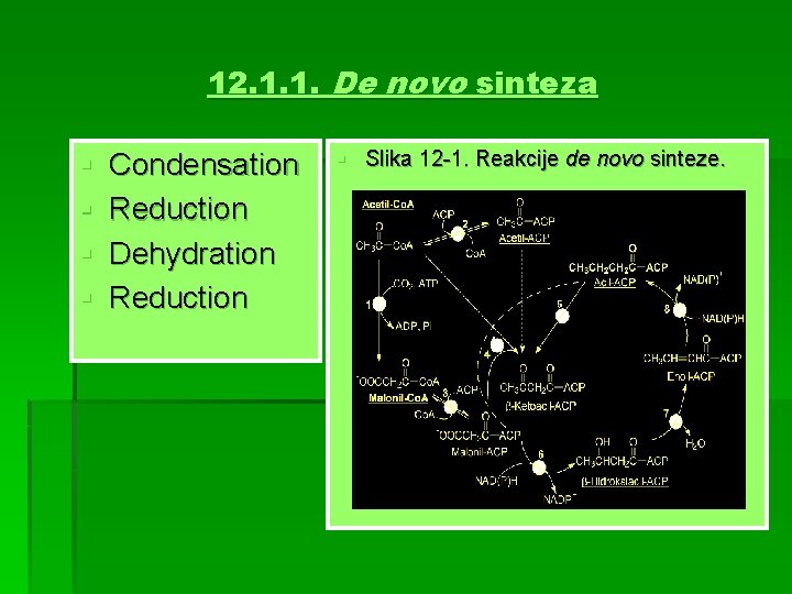 12. 1. 1. De novo sinteza § § Condensation Reduction Dehydration Reduction § Slika