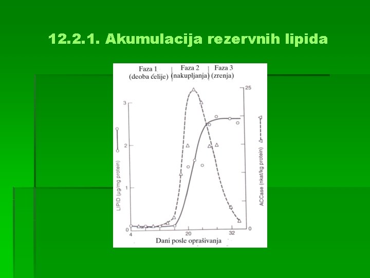 12. 2. 1. Akumulacija rezervnih lipida 