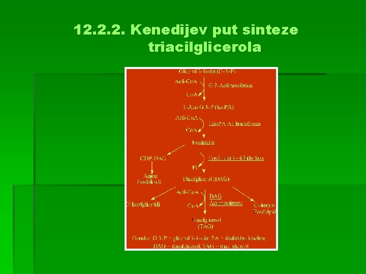 12. 2. 2. Kenedijev put sinteze triacilglicerola 