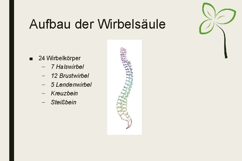 Aufbau der Wirbelsäule ■ 24 Wirbelkörper – 7 Halswirbel – 12 Brustwirbel – 5