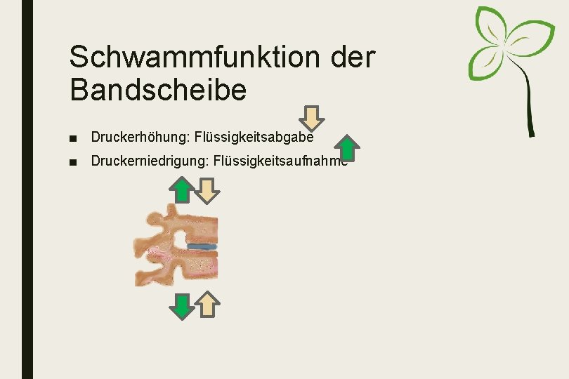 Schwammfunktion der Bandscheibe ■ Druckerhöhung: Flüssigkeitsabgabe ■ Druckerniedrigung: Flüssigkeitsaufnahme 