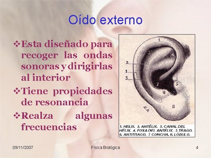 Oído externo v. Esta diseñado para recoger las ondas sonoras y dirigirlas al interior