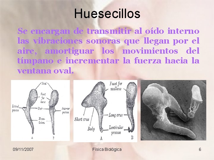 Huesecillos Se encargan de transmitir al oído interno las vibraciones sonoras que llegan por