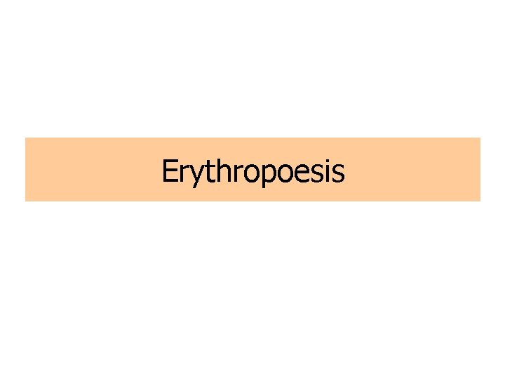 Erythropoesis 