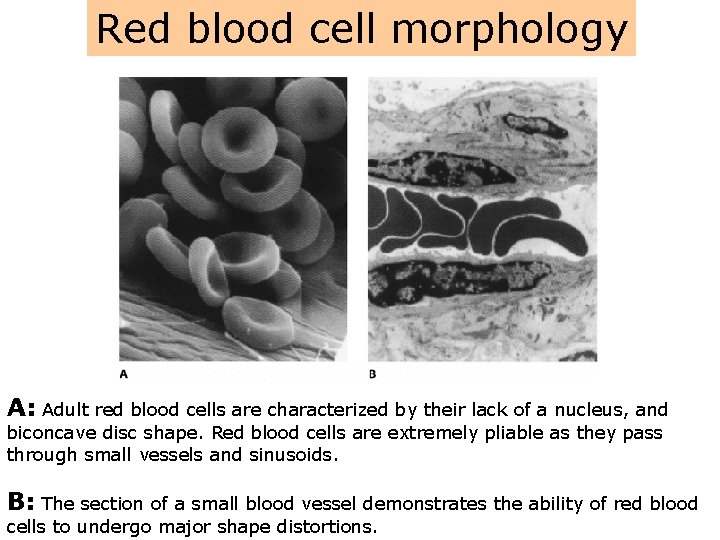 Red blood cell morphology A: Adult red blood cells are characterized by their lack