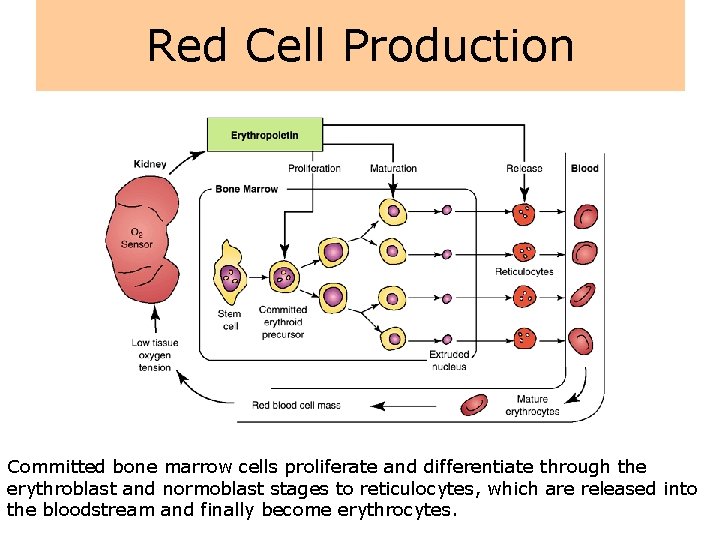 Red Cell Production Committed bone marrow cells proliferate and differentiate through the erythroblast and