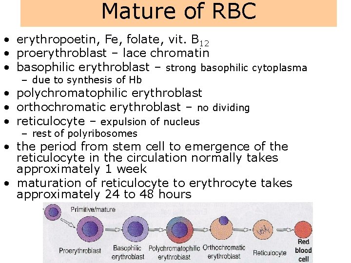 Mature of RBC • erythropoetin, Fe, folate, vit. B 12 • proerythroblast – lace