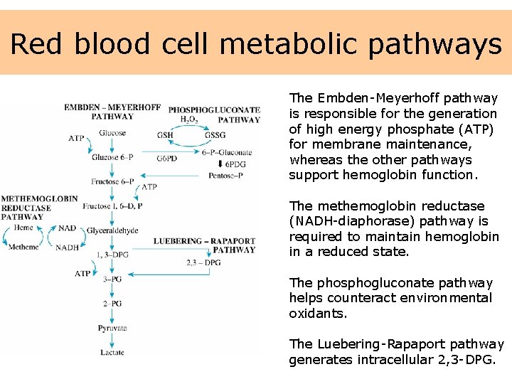 Red blood cell metabolic pathways The Embden-Meyerhoff pathway is responsible for the generation of