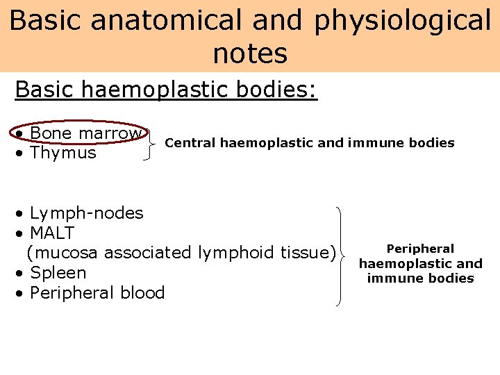 Basic anatomical and physiological notes Basic haemoplastic bodies: • Bone marrow • Thymus Central