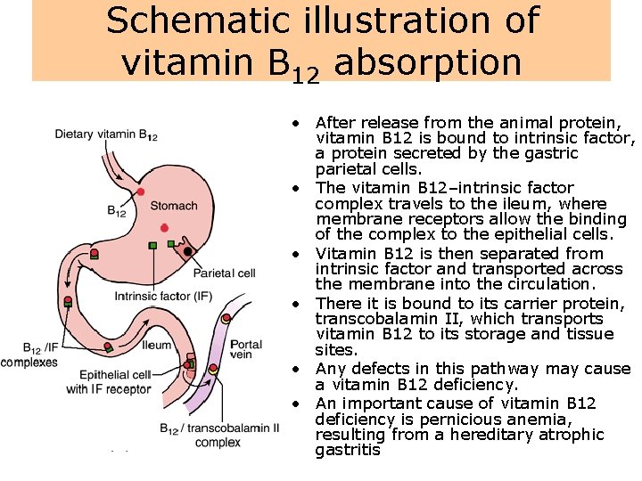 Schematic illustration of vitamin B 12 absorption • After release from the animal protein,