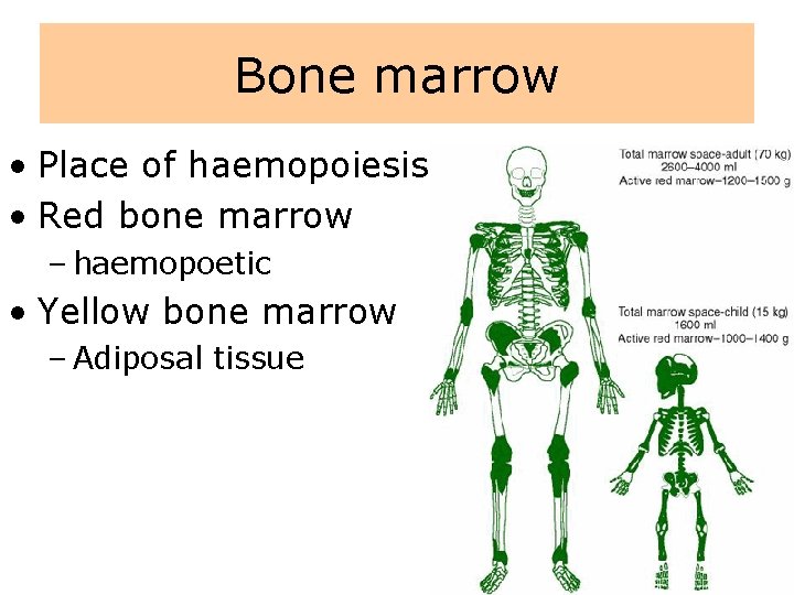 Bone marrow • Place of haemopoiesis • Red bone marrow – haemopoetic • Yellow