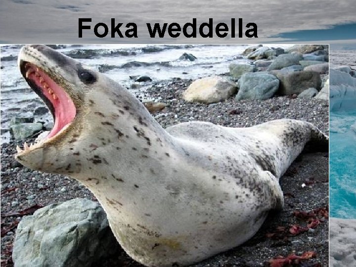Foka weddella 
