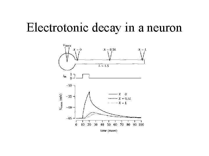 Electrotonic decay in a neuron 