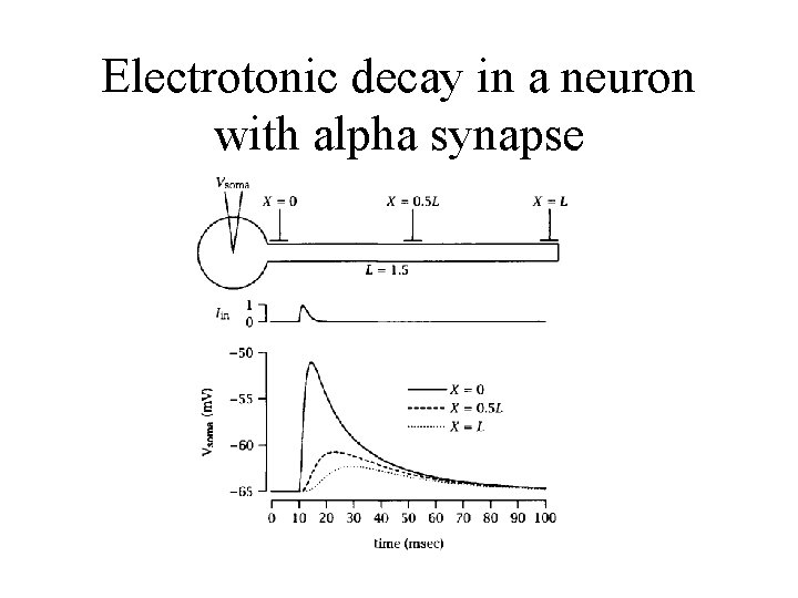 Electrotonic decay in a neuron with alpha synapse 