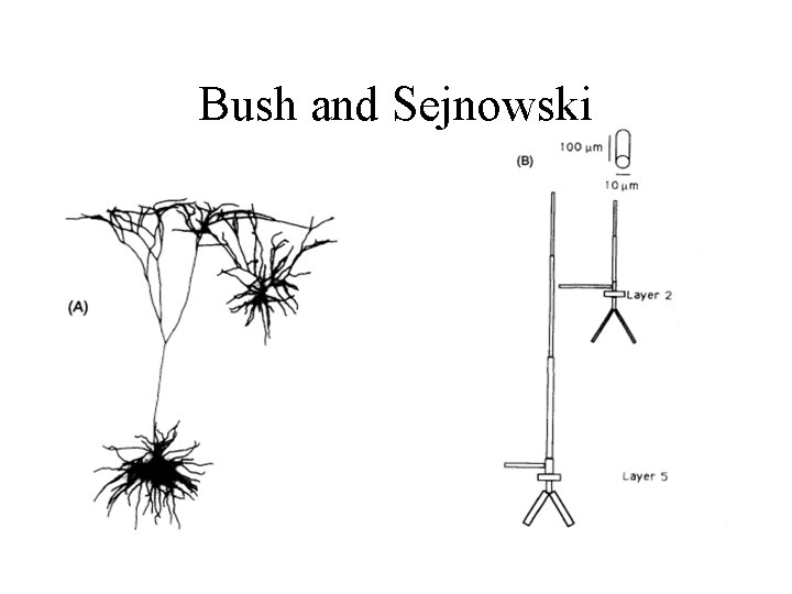 Bush and Sejnowski 