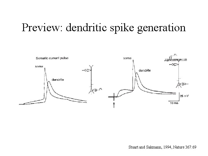 Preview: dendritic spike generation Stuart and Sakmann, 1994, Nature 367: 69 