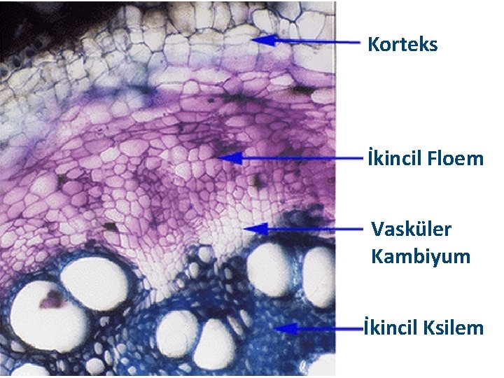 Korteks İkincil Floem Vasküler Kambiyum İkincil Ksilem 