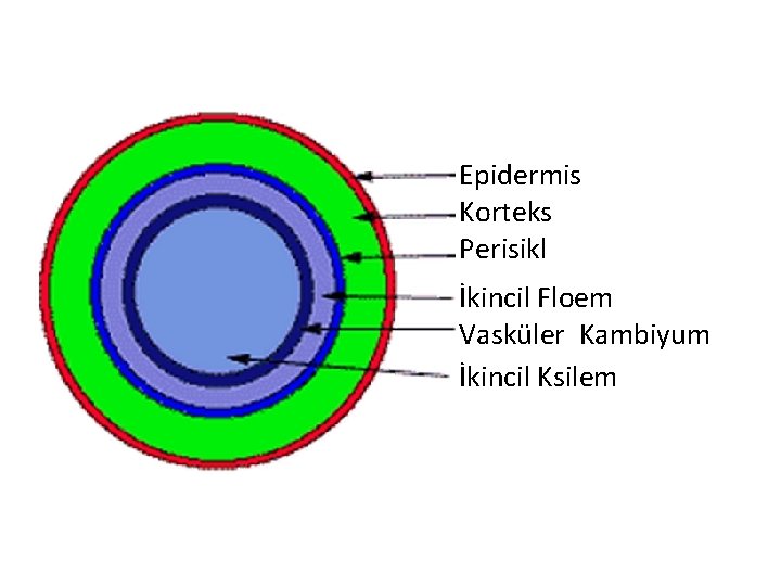 Epidermis Korteks Perisikl İkincil Floem Vasküler Kambiyum İkincil Ksilem 