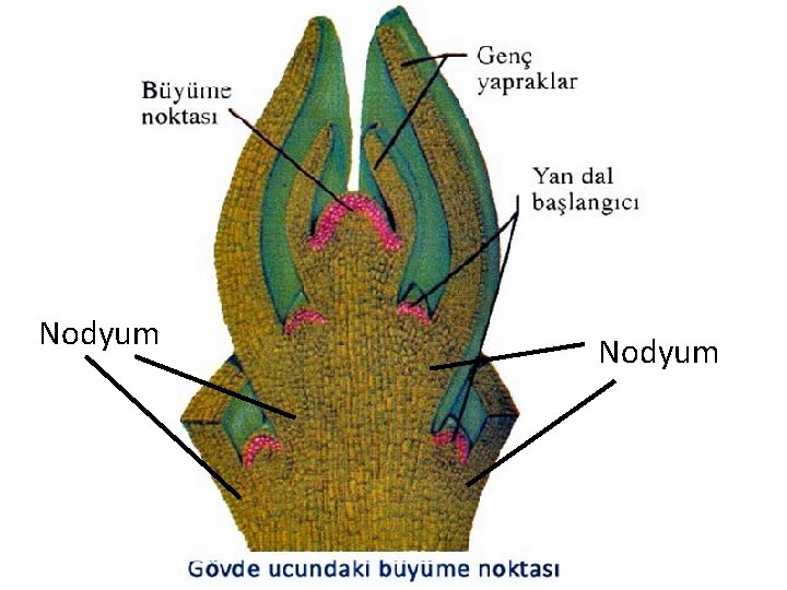 Nodyum 