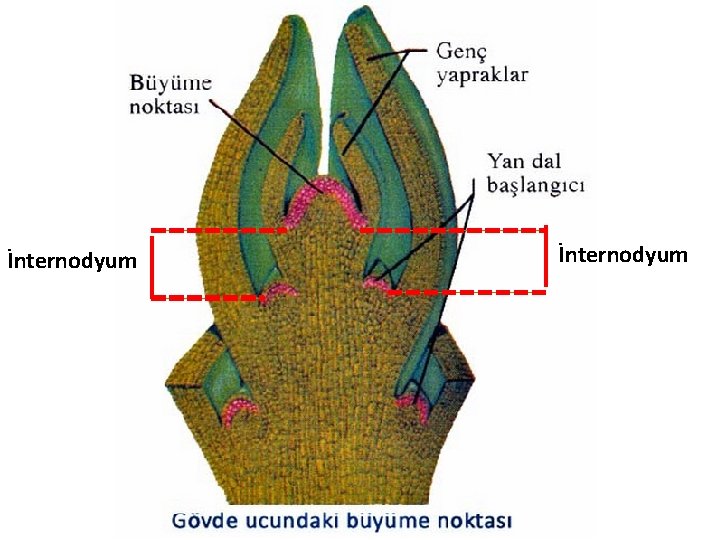 İnternodyum 